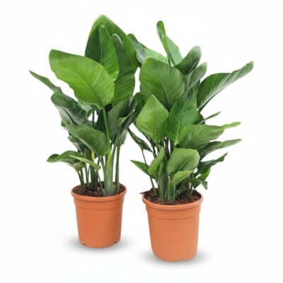 Strelitzia nicolai – Paradijsvogelplant 6pp - 70