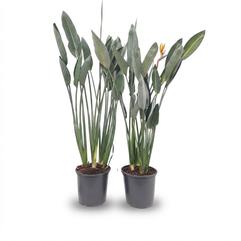 Strelitzia reginae - Paradijsvogelplant met langwerpige groene bladeren