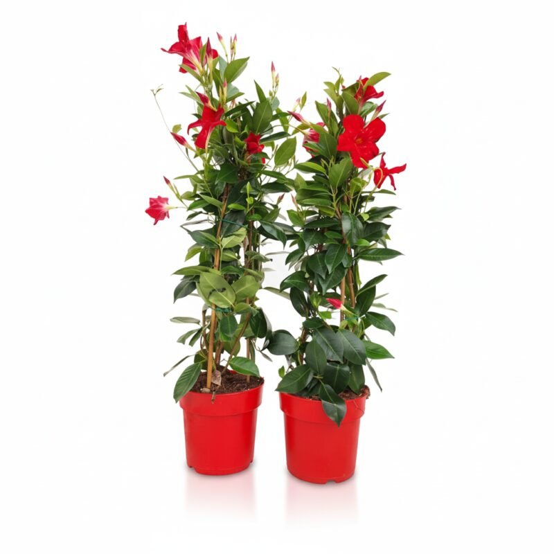 Sundaville – piramide rood kopen bij Plantscount