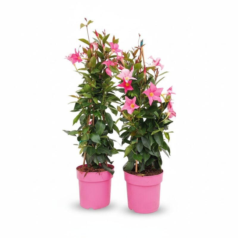 Sundaville – piramide roze kopen bij Plantscount