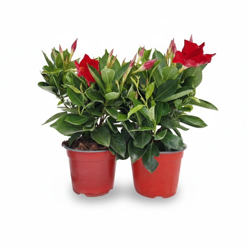 Sundaville struik rood met potmaat 14, hoogte ca. 40 cm