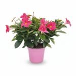 Sundaville – struik roze – 40 cm, potmaat 14