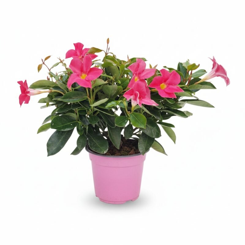 Sundaville struik roze met roze bloemen