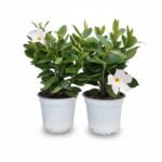 Sundaville – struik wit 40 cm – potmaat 14