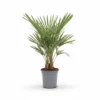 Trachycarpus ‘fortunei’ kopen bij Plantscount