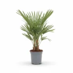 Trachycarpus ‘fortunei’