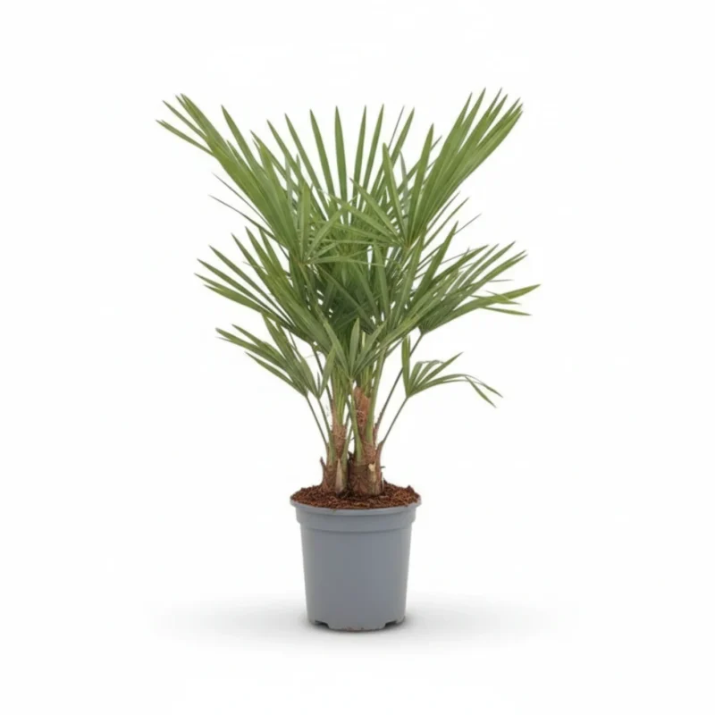 Trachycarpus ‘fortunei’ kopen bij Plantscount