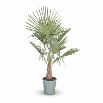 Windmolenpalm – 20/30