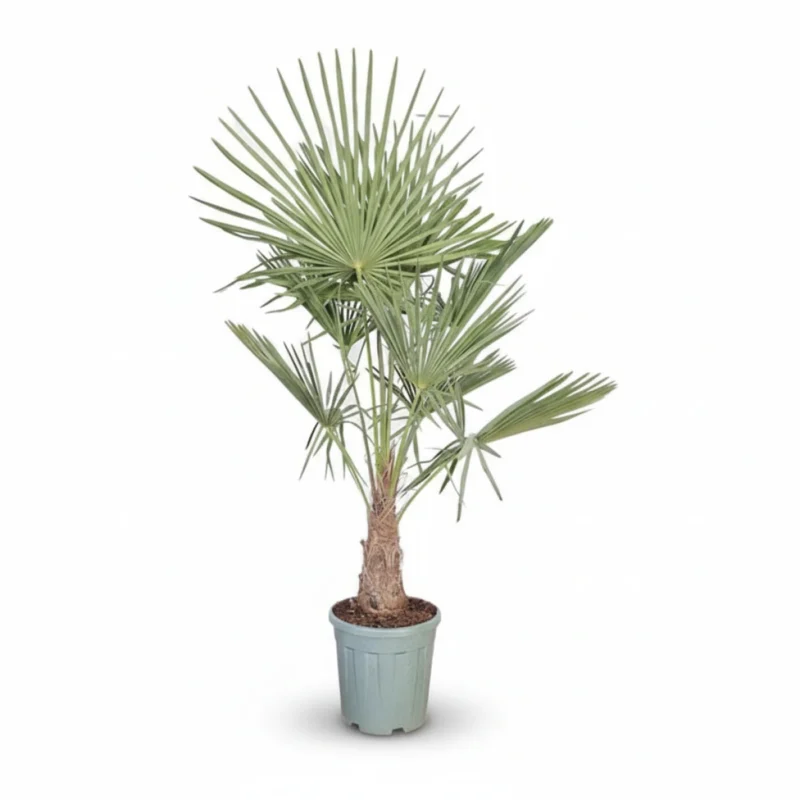 Windmolenpalm – 20/30 kopen bij Plantscount