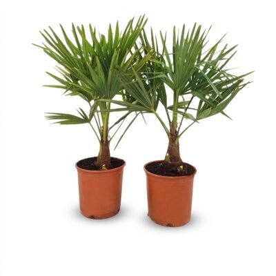 Trachycarpus ‘fortunei’ - afbeelding 2