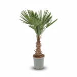 Windmolenpalm – 30/40