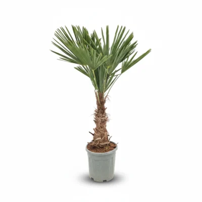 Windmolenpalm – 30/40