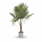 Windmolenpalm – 40/50