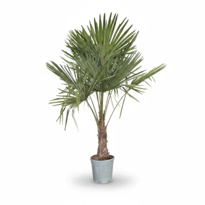Windmolenpalm – 40/50