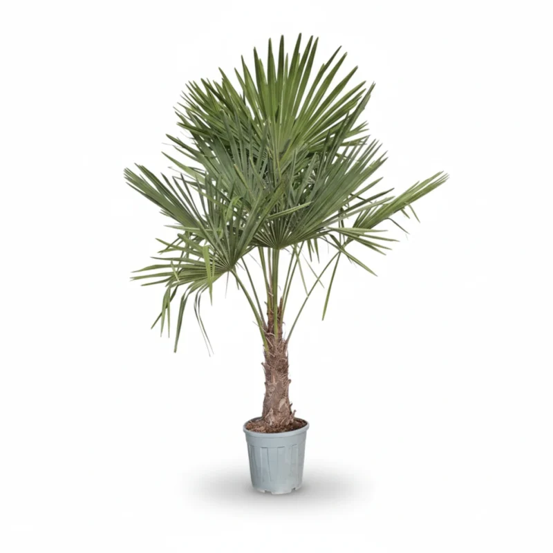 Windmolenpalm – 40/50 kopen bij Plantscount