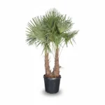 Windmolenpalm – 2 stam