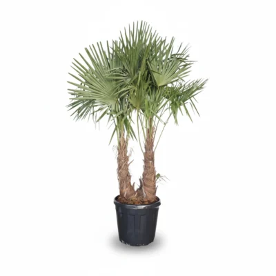 Windmolenpalm – 2 stam