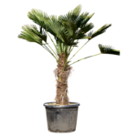 Trachycarpus Wagnerianus - Waaierpalm