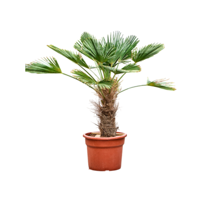 Trachycarpus Wagnerianus – Waaierpalm - afbeelding 2