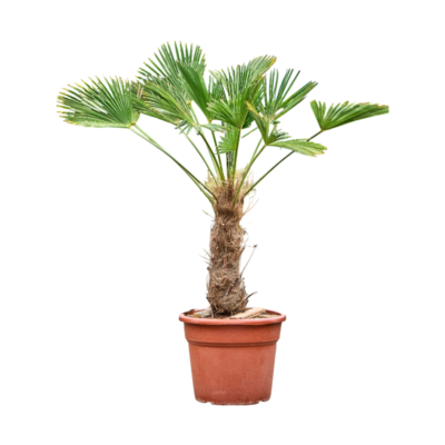 Trachycarpus Wagnerianus - Waaierpalm