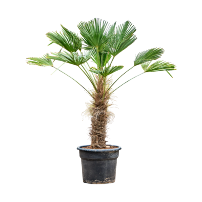 Trachycarpus Wagnerianus - Waaierpalm