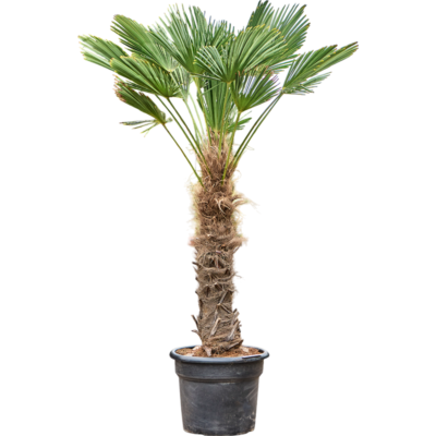 Trachycarpus Wagnerianus - Waaierpalm