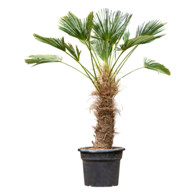 Trachycarpus Wagnerianus - Waaierpalm