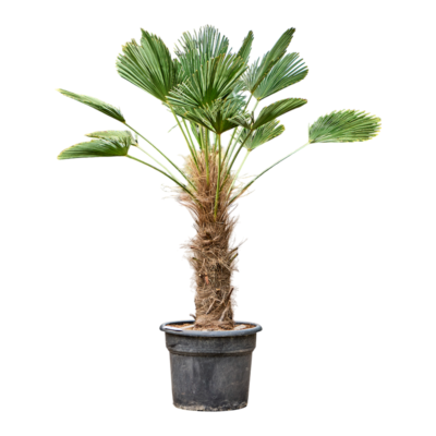 Trachycarpus Wagnerianus - Waaierpalm