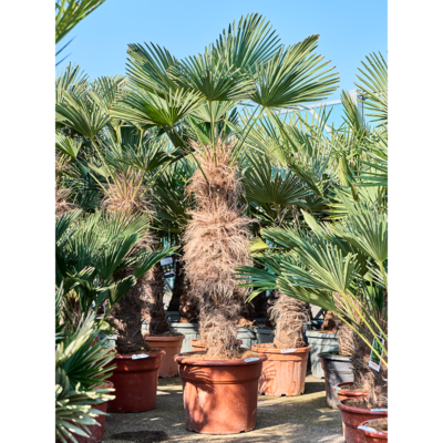 Trachycarpus Wagnerianus - Waaierpalm