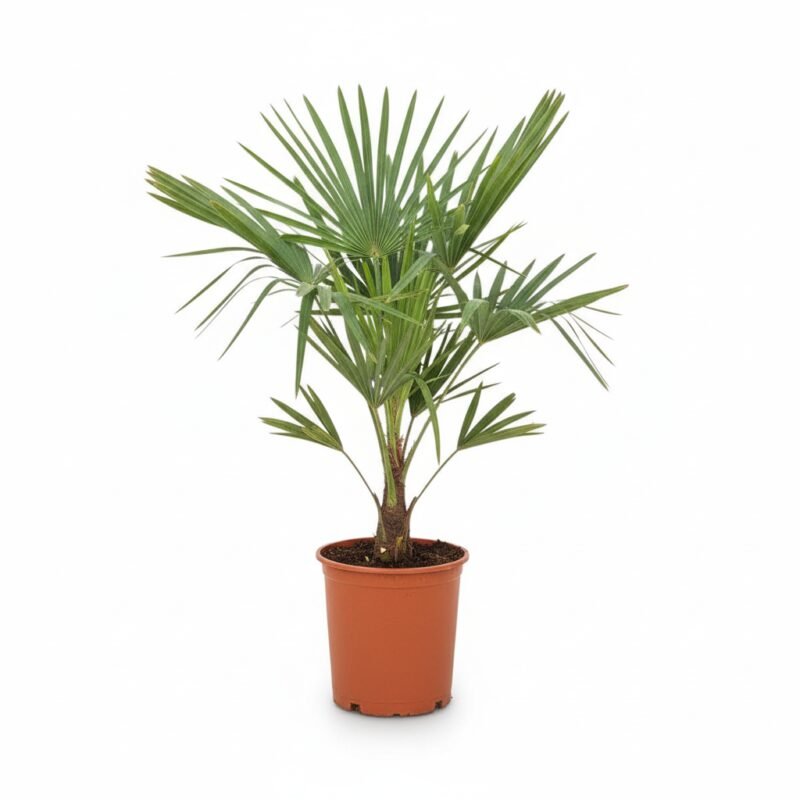 Windmolenpalm (Trachycarpus fortunei) kopen bij Plantscount