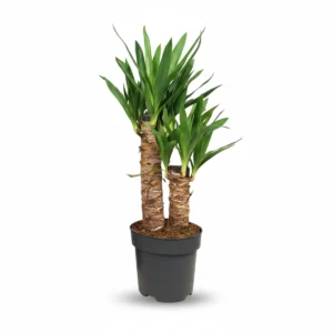 Yucca Overig