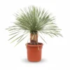 Yucca rostrata