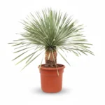 Yucca rostrata