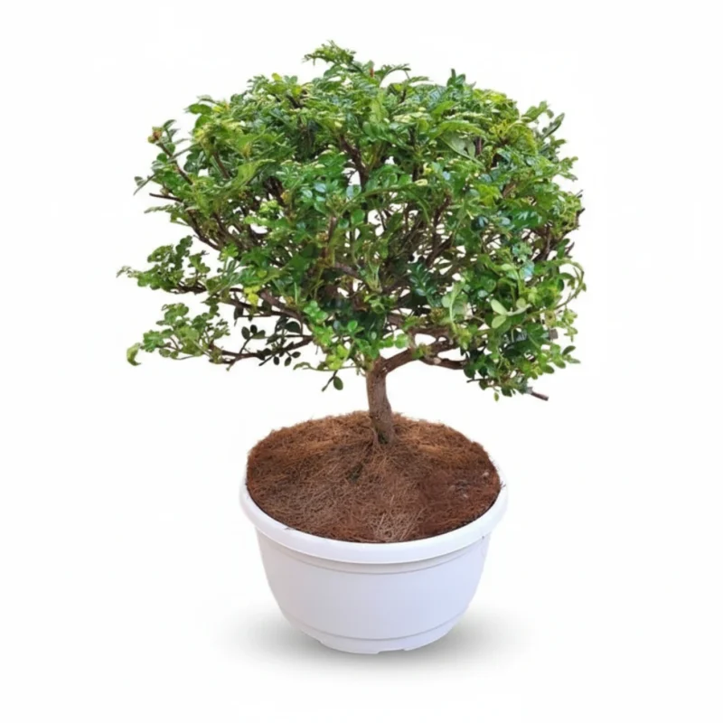 Japanse Peperboom – Bonsai schaal kopen bij Plantscount