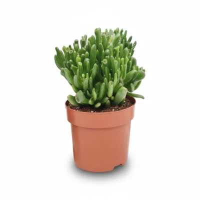 Crassula ovata Hobbit