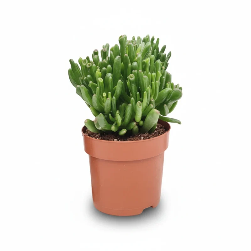 Crassula ovata Hobbit