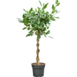 Banyan Vijg – ‘Audrey’ Gevlochten Stam