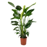 Paradijsvogelplant – 5pp