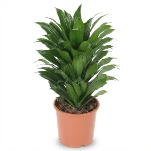 Dracaena Marginata Overig