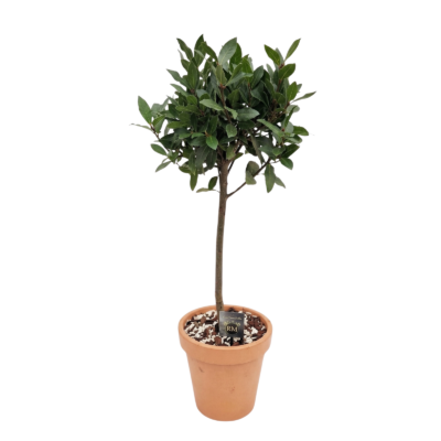 Mediterrane buitenplant in terracotta pot - Laurier