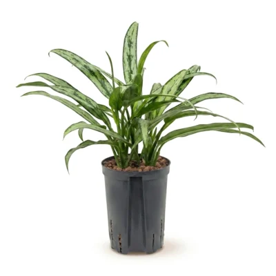 Aglaonema – ‘Cutlass’ Toef