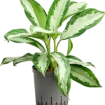 Diamond bay Hydrocultuur - 60cm pot 18cm