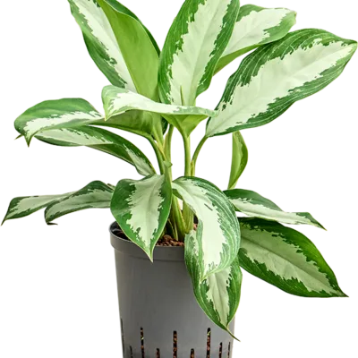 Diamond bay Hydrocultuur - 60cm pot 18cm