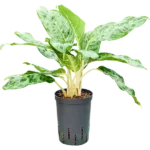 Pavo real - Toef Hydrocultuur