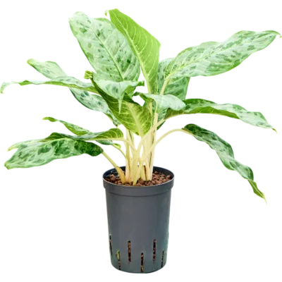 Pavo real - Toef Hydrocultuur - 45
