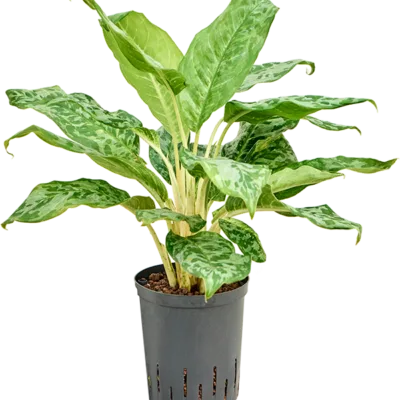 Pavo real - Toef Hydrocultuur - 50