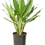 White lance Hydrocultuur - 40cm pot 15cm