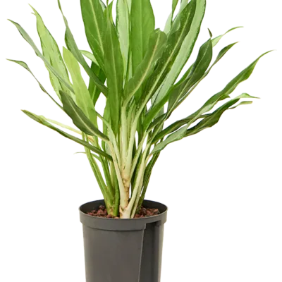 White lance Hydrocultuur - 40cm pot 15cm