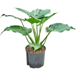 Alocasia cucullata - Toef Hydrocultuur