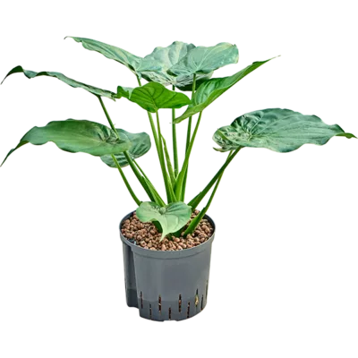 Alocasia cucullata - Toef Hydrocultuur - 70